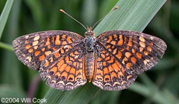 Vesta Crescent (Phyciodes vesta)