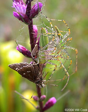 Green Lynx Spider (Peucetia viridans)