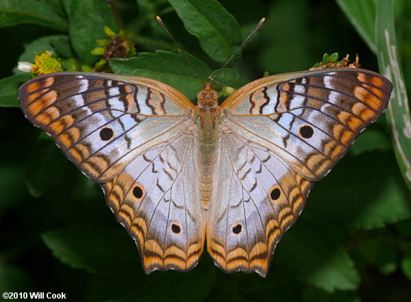 White Peacock (Anartia jatrophae)