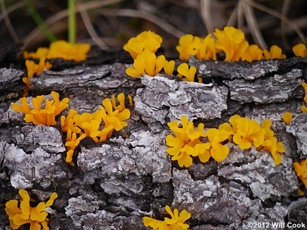 Orange Jelly, Orange Witches Butter (Dacrymyces chrysospermus)