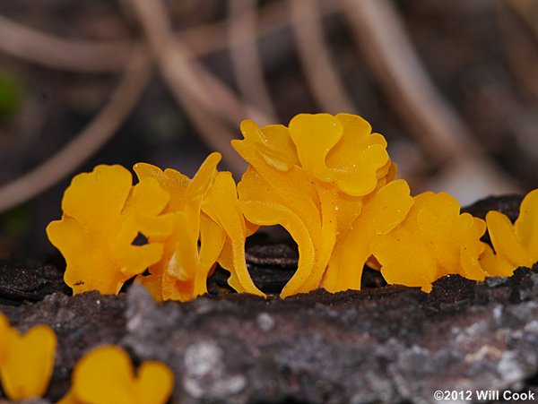 Orange Jelly, Orange Witches Butter (Dacrymyces chrysospermus)