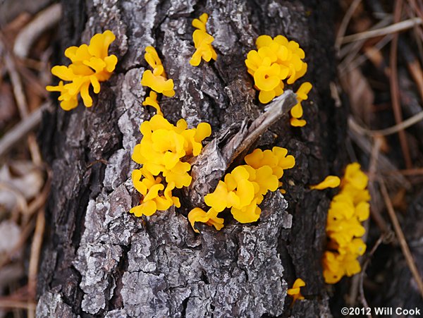 Orange Jelly, Orange Witches Butter (Dacrymyces chrysospermus)