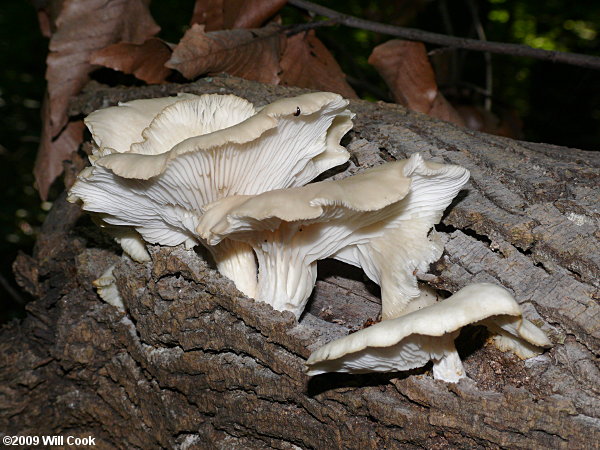 Oyster Mushroom (Pleurotus ostreatus)