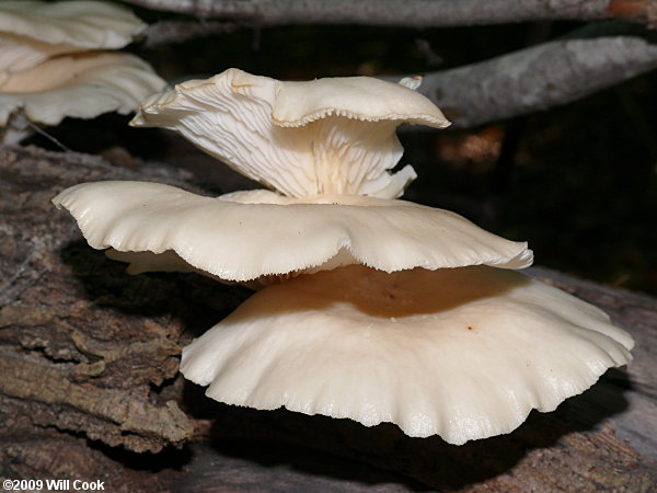 Oyster Mushroom (Pleurotus ostreatus)