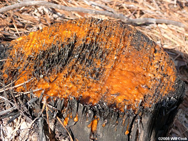 Orange Slime Mold