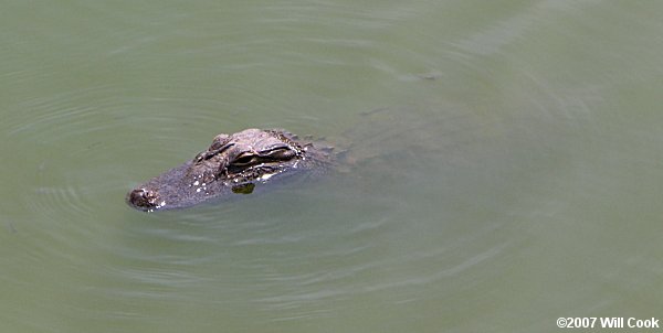 American Alligator (Alligator mississippiensis)