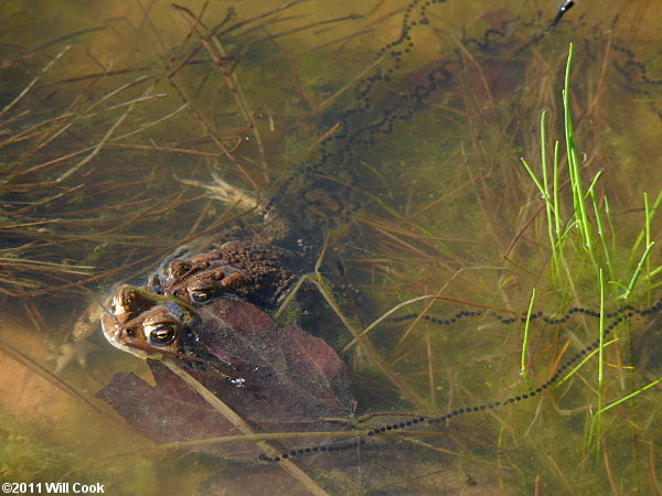 American Toad (Bufo americanus)