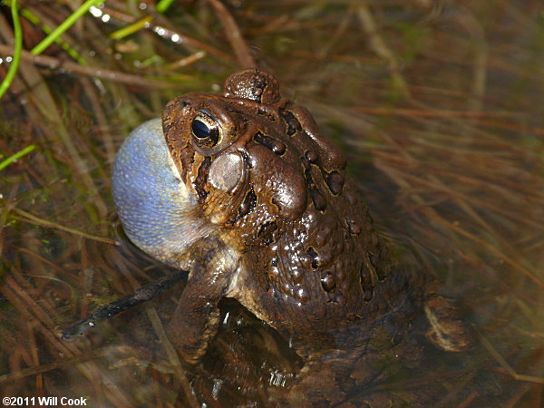 American Toad (Bufo americanus)