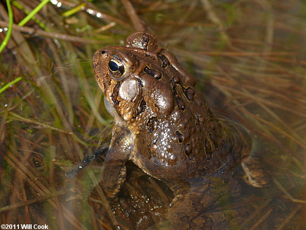 American Toad (Bufo americanus)