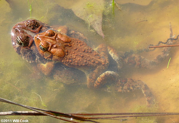 American Toad (Bufo americanus)