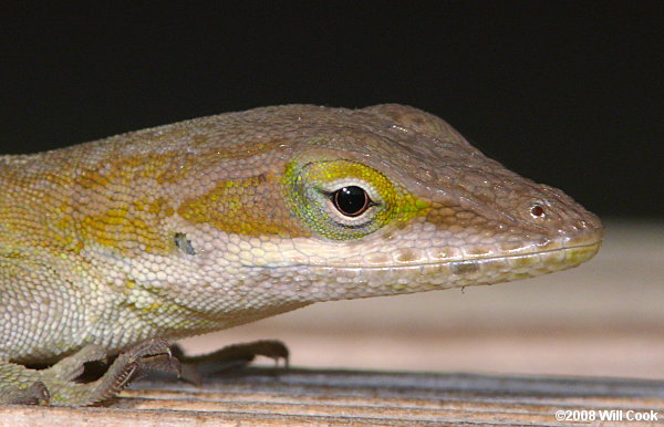 Green Anole (Anolis carolinensis)