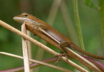 brown Green Anole (Anolis carolinensis)