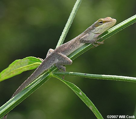 brown Green Anole (Anolis carolinensis)