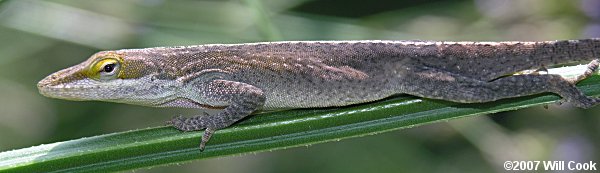 brown Green Anole (Anolis carolinensis)