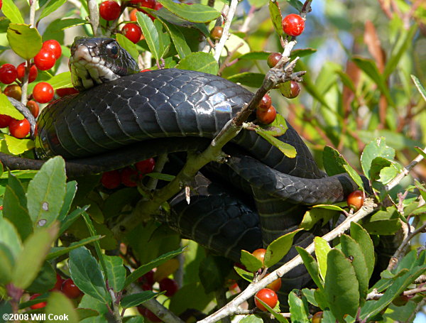 Black Racer (Coluber constrictor)