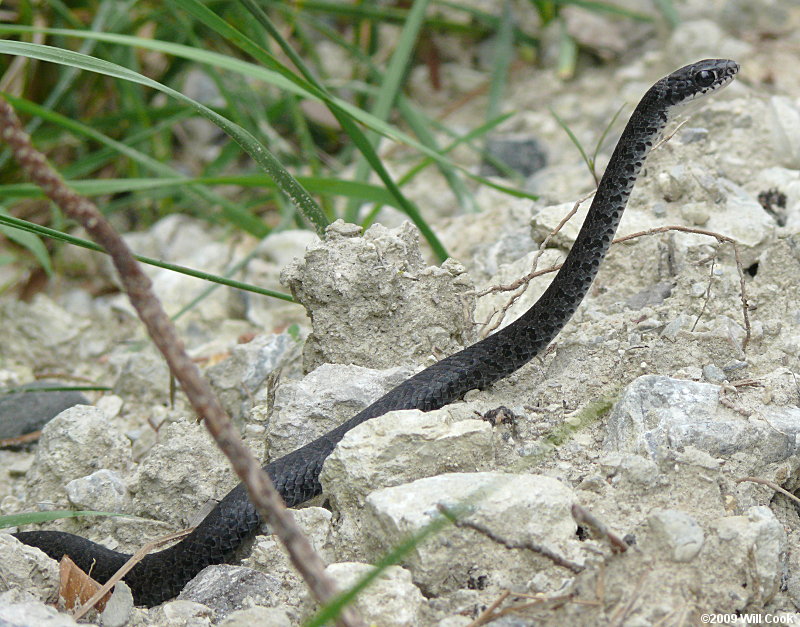 Black Racer (Coluber constrictor)