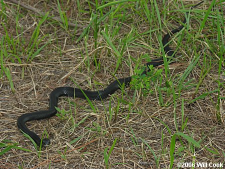 Black Racer (Coluber constrictor)