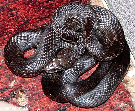 Black Rat Snake (Elaphe obsoleta obsoleta)