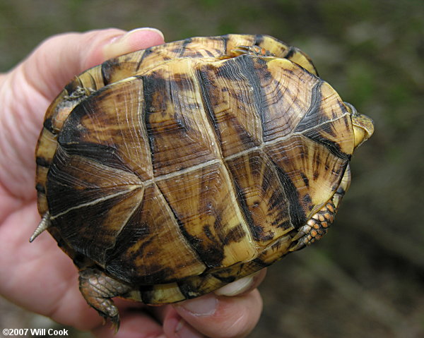 Eastern Box Turtle (Terrapene carolina carolina)