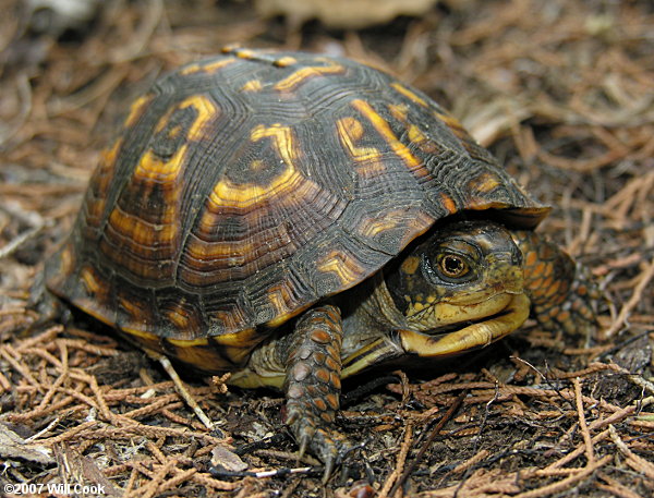 Eastern Box Turtle (Terrapene carolina carolina)