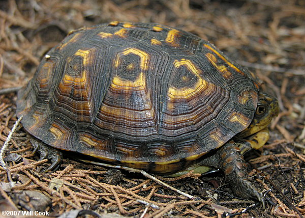 Eastern Box Turtle (Terrapene carolina carolina)