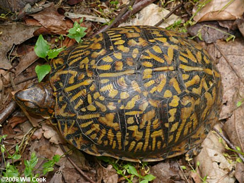 Eastern Box Turtle (Terrapene carolina carolina)