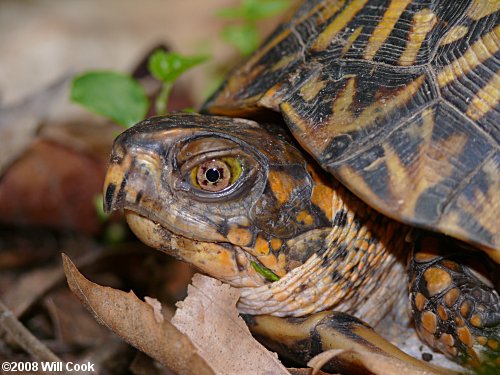 Eastern Box Turtle (Terrapene carolina carolina)