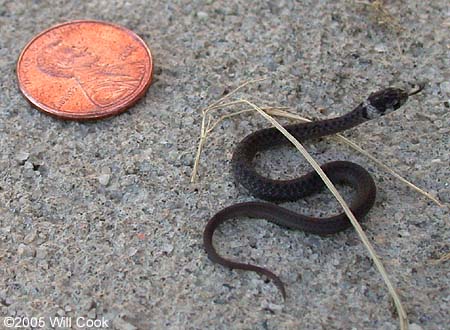 Brown Snake (Storeria dekayi)