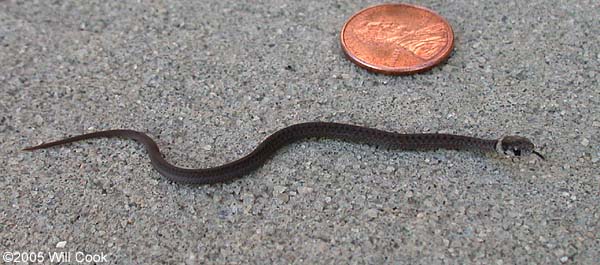 Brown Snake (Storeria dekayi)