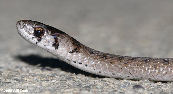 Brown Snake (Storeria dekayi)