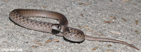 Brown Snake (Storeria dekayi)