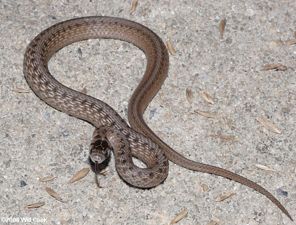 Brown Snake (Storeria dekayi)