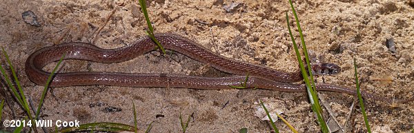 Brown Snake (Storeria dekayi)