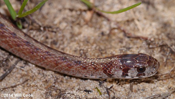 Brown Snake (Storeria dekayi)