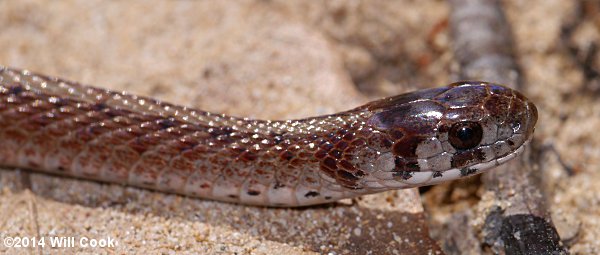 Brown Snake (Storeria dekayi)