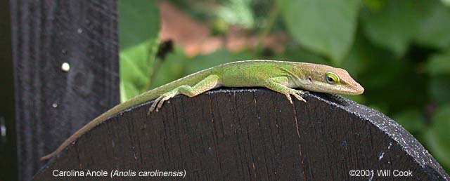 Green Anole (Anolis carolinensis)