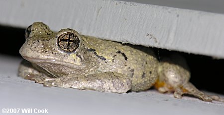 Cope's Gray Treefrog (Hyla chrysoscelis)