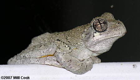 Cope's Gray Treefrog (Hyla chrysoscelis)