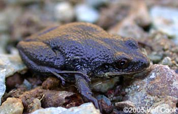 Upland Chorus Frog (Pseudacris feriarum)