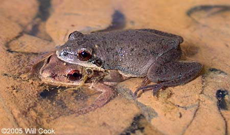 Upland Chorus Frog (Pseudacris feriarum)