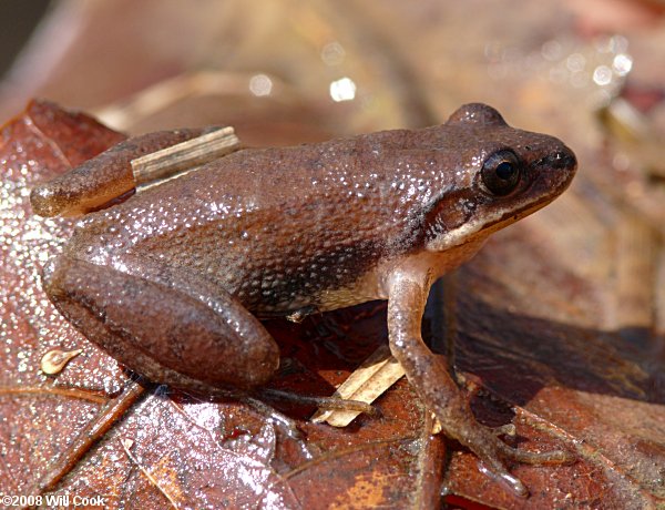 Upland Chorus Frog (Pseudacris feriarum)