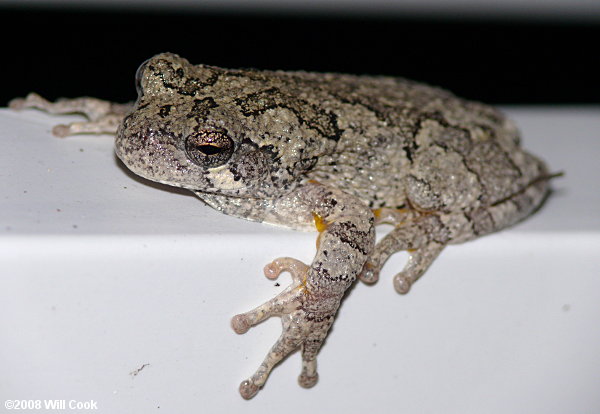 Cope's Gray Treefrog (Hyla chrysoscelis)