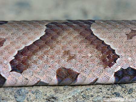 Copperhead (Agkistrodon contortrix)