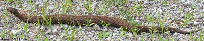 Cottonmouth (Agkistrodon piscivorus)