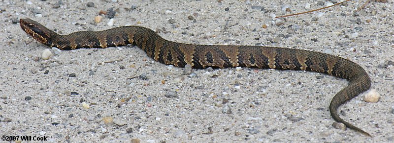 Cottonmouth (Agkistrodon piscivorus)