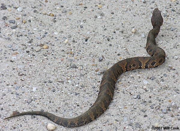 Cottonmouth (Agkistrodon piscivorus)