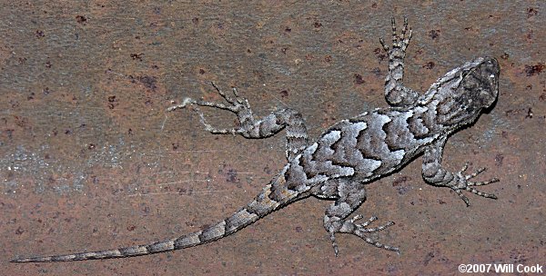 Eastern Fence Lizard (Sceloporus undulatus)