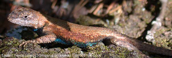 Eastern Fence Lizard (Sceloporus undulatus)