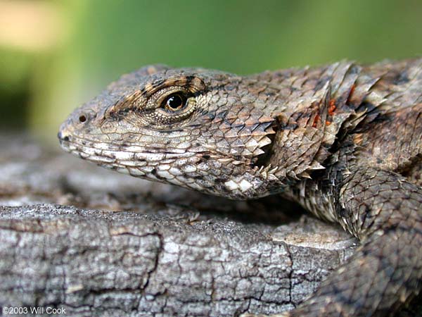 Eastern Fence Lizard (Sceloporus undulatus)