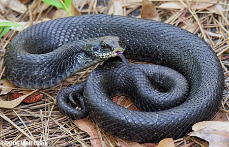 North Carolina Zoo on X: A snake playing possum? Eastern hognose